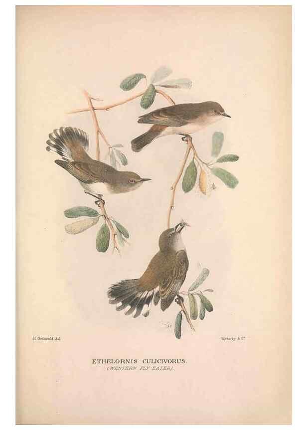 Reproducción/Reproduction 48684394318: The Birds of Australia. London :Witherby & Co.,1910-1927.. 