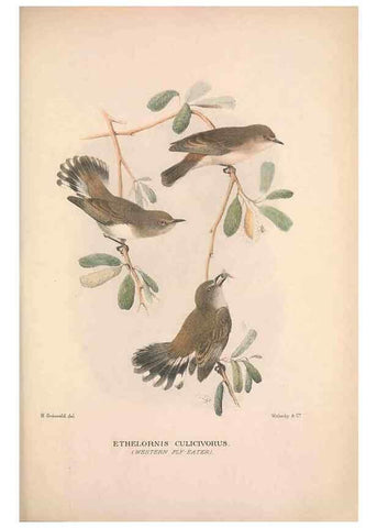 Reproducción/Reproduction 48684394318: The Birds of Australia. London :Witherby & Co.,1910-1927.. 