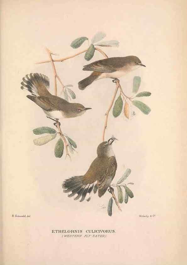Reproducción/Reproduction 48684394318: The Birds of Australia. London :Witherby & Co.,1910-1927.. 