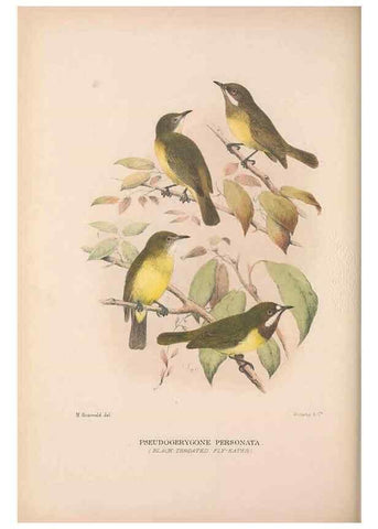 Reproducción/Reproduction 48684733041: The Birds of Australia. London :Witherby & Co.,1910-1927.. 