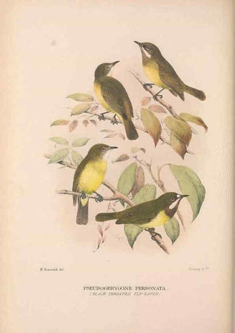Reproducción/Reproduction 48684733041: The Birds of Australia. London :Witherby & Co.,1910-1927.. 