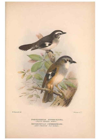 Reproducción/Reproduction 48684907007: The Birds of Australia. London :Witherby & Co.,1910-1927.. 