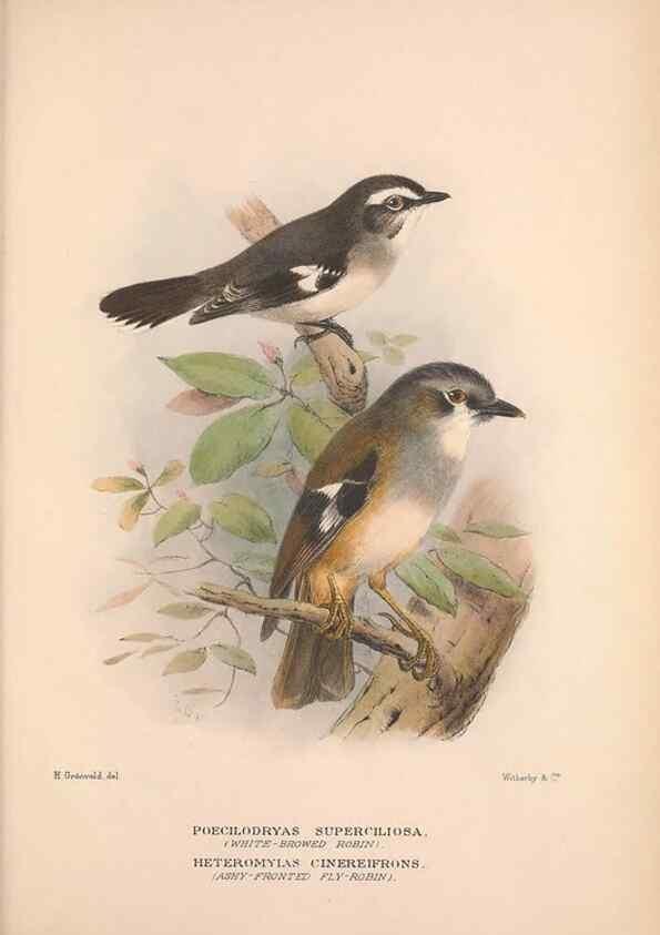 Reproducción/Reproduction 48684907007: The Birds of Australia. London :Witherby & Co.,1910-1927.. 