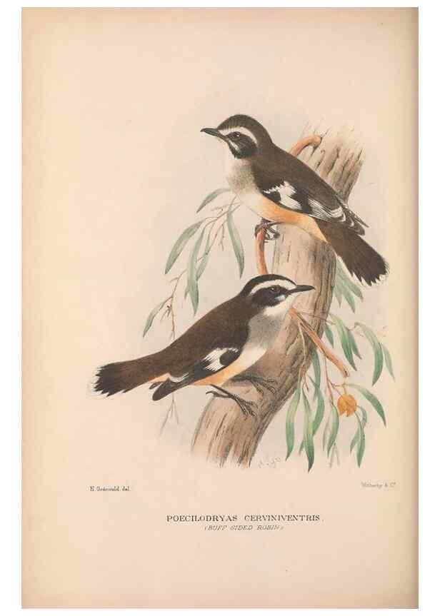 Reproducción/Reproduction 48684395258: The Birds of Australia. London :Witherby & Co.,1910-1927.. 