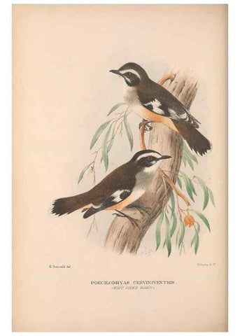 Reproducción/Reproduction 48684395258: The Birds of Australia. London :Witherby & Co.,1910-1927.. 