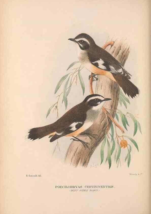 Reproducción/Reproduction 48684395258: The Birds of Australia. London :Witherby & Co.,1910-1927.. 