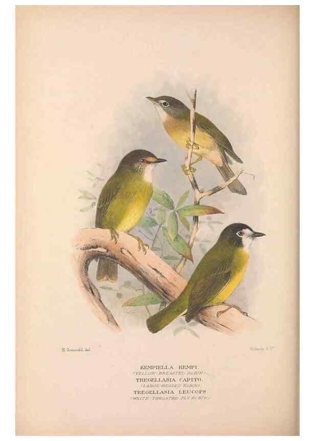 Reproducción/Reproduction 48684907642: The Birds of Australia. London :Witherby & Co.,1910-1927.. 