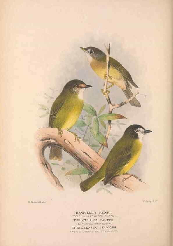 Reproducción/Reproduction 48684907642: The Birds of Australia. London :Witherby & Co.,1910-1927.. 