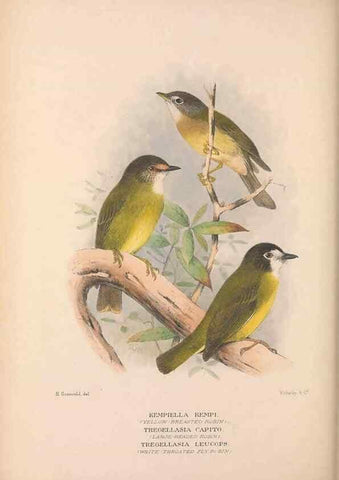 Reproducción/Reproduction 48684907642: The Birds of Australia. London :Witherby & Co.,1910-1927.. 