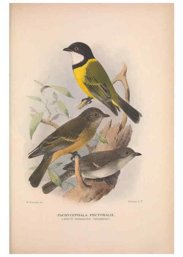 Reproducción/Reproduction 48684734226: The Birds of Australia. London :Witherby & Co.,1910-1927.. 