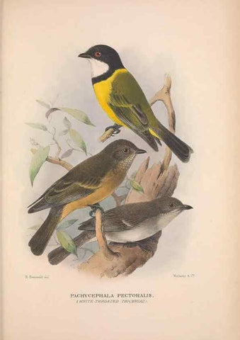 Reproducción/Reproduction 48684734226: The Birds of Australia. London :Witherby & Co.,1910-1927.. 