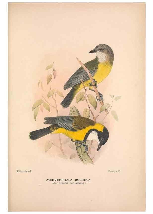 Reproducción/Reproduction 48684734621: The Birds of Australia. London :Witherby & Co.,1910-1927.. 