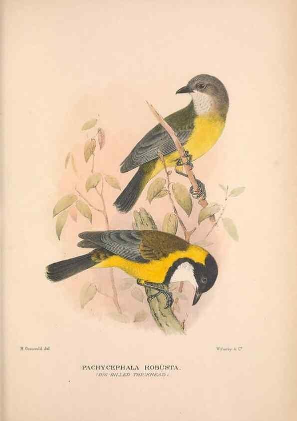 Reproducción/Reproduction 48684734621: The Birds of Australia. London :Witherby & Co.,1910-1927.. 