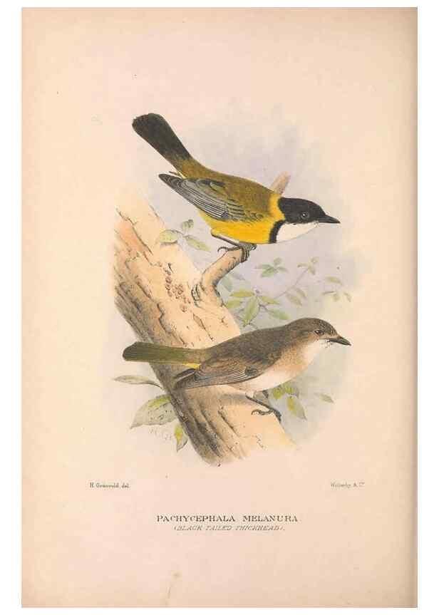 Reproducción/Reproduction 48684734916: The Birds of Australia. London :Witherby & Co.,1910-1927.. 