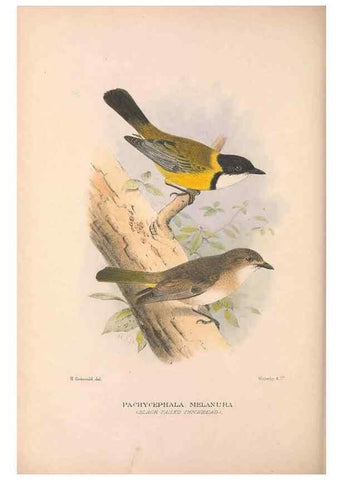 Reproducción/Reproduction 48684734916: The Birds of Australia. London :Witherby & Co.,1910-1927.. 