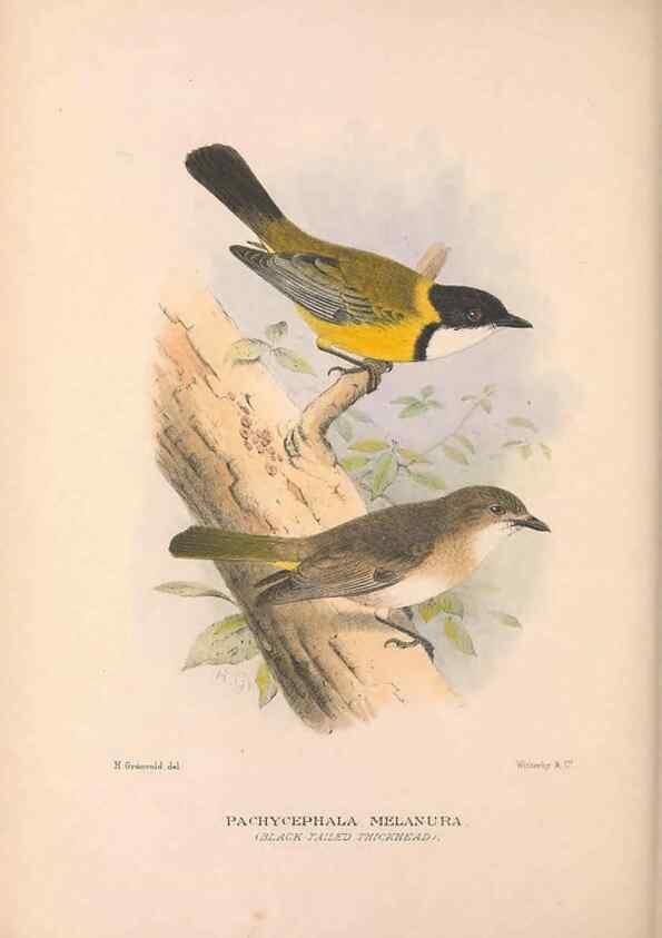Reproducción/Reproduction 48684734916: The Birds of Australia. London :Witherby & Co.,1910-1927.. 