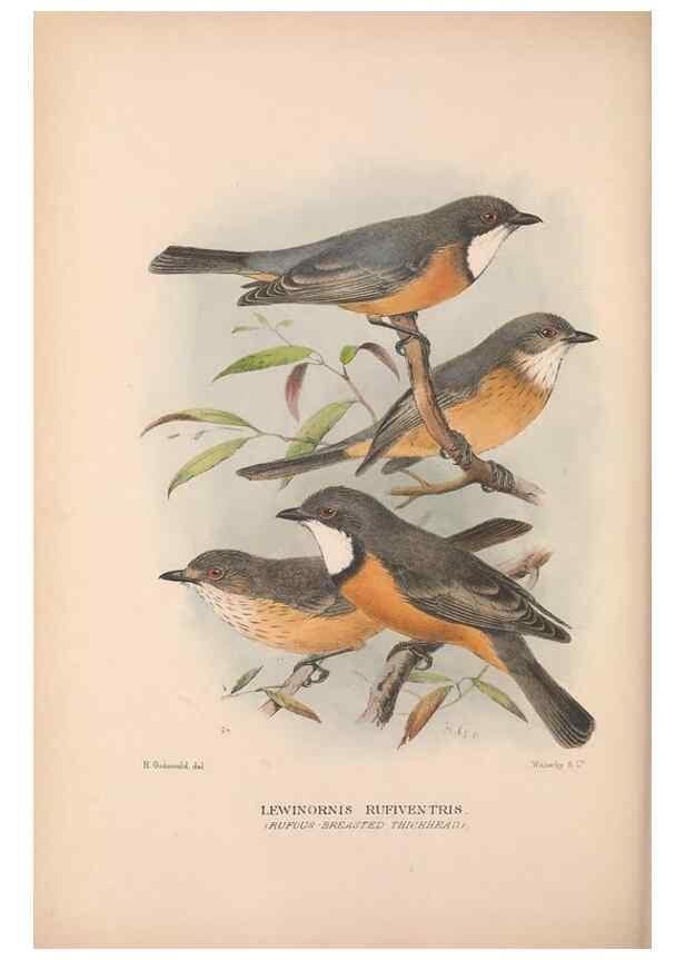 Reproducción/Reproduction 48684396578: The Birds of Australia. London :Witherby & Co.,1910-1927.. 