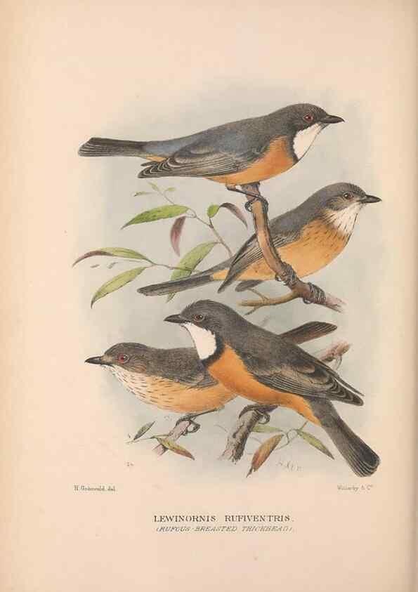 Reproducción/Reproduction 48684396578: The Birds of Australia. London :Witherby & Co.,1910-1927.. 