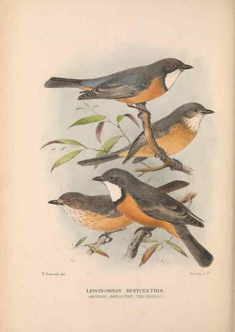 Reproducción/Reproduction 48684396578: The Birds of Australia. London :Witherby & Co.,1910-1927.. 