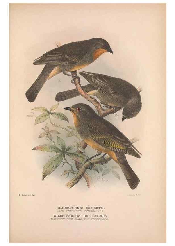 Reproducción/Reproduction 48684735626: The Birds of Australia. London :Witherby & Co.,1910-1927.. 