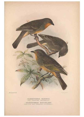 Reproducción/Reproduction 48684735626: The Birds of Australia. London :Witherby & Co.,1910-1927.. 