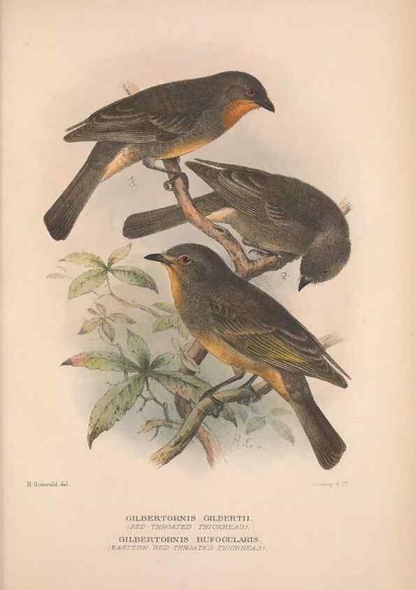 Reproducción/Reproduction 48684735626: The Birds of Australia. London :Witherby & Co.,1910-1927.. 