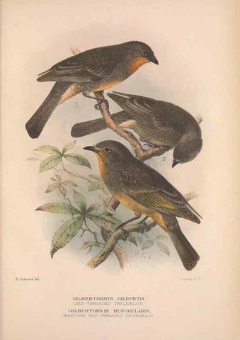 Reproducción/Reproduction 48684735626: The Birds of Australia. London :Witherby & Co.,1910-1927.. 
