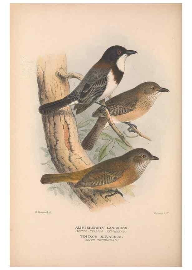 Reproducción/Reproduction 48684397268: The Birds of Australia. London :Witherby & Co.,1910-1927.. 