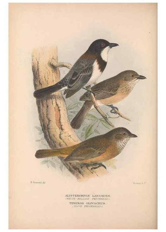 Reproducción/Reproduction 48684397268: The Birds of Australia. London :Witherby & Co.,1910-1927.. 