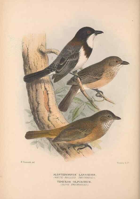 Reproducción/Reproduction 48684397268: The Birds of Australia. London :Witherby & Co.,1910-1927.. 