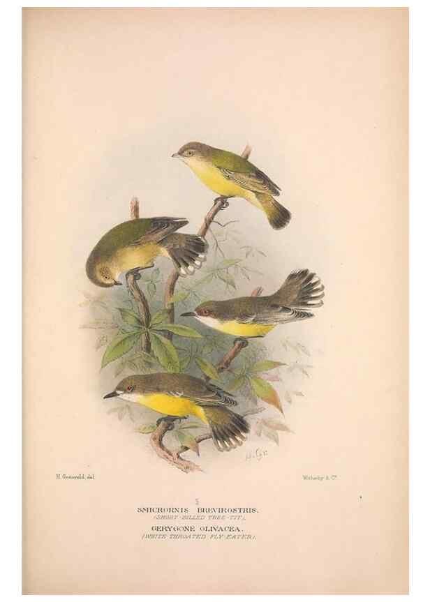 Reproducción/Reproduction 48684731301: The Birds of Australia. London :Witherby & Co.,1910-1927.. 