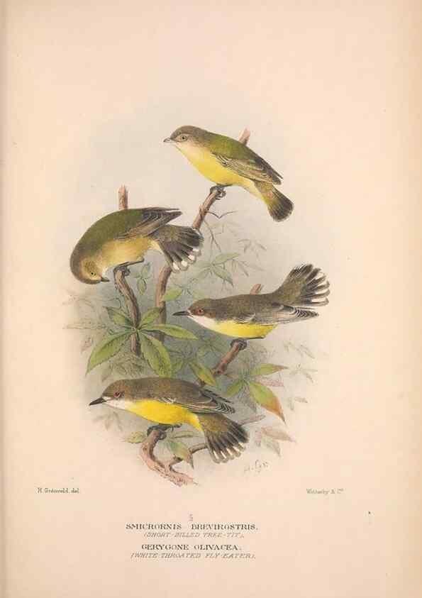 Reproducción/Reproduction 48684731301: The Birds of Australia. London :Witherby & Co.,1910-1927.. 