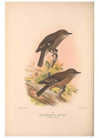 Reproducción/Reproduction 48684392548: The Birds of Australia. London :Witherby & Co.,1910-1927.. 