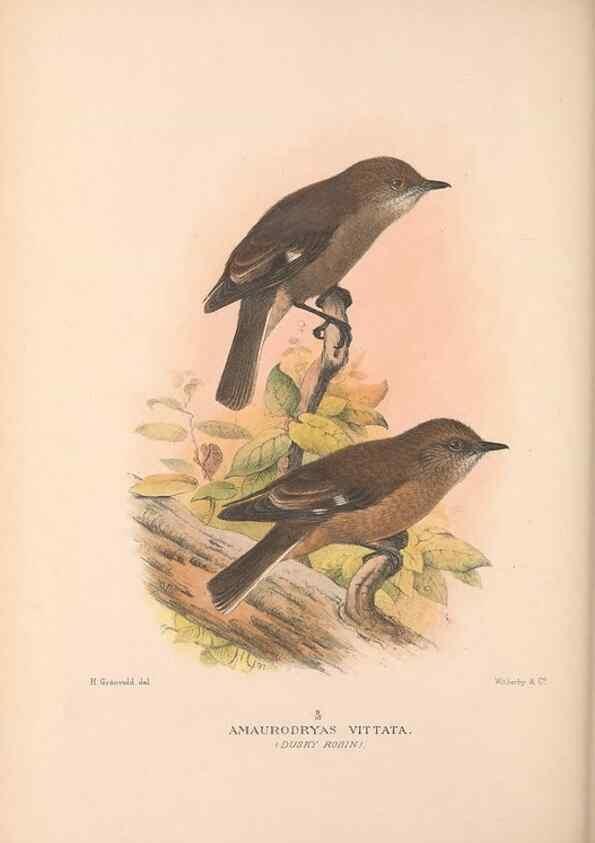 Reproducción/Reproduction 48684392548: The Birds of Australia. London :Witherby & Co.,1910-1927.. 