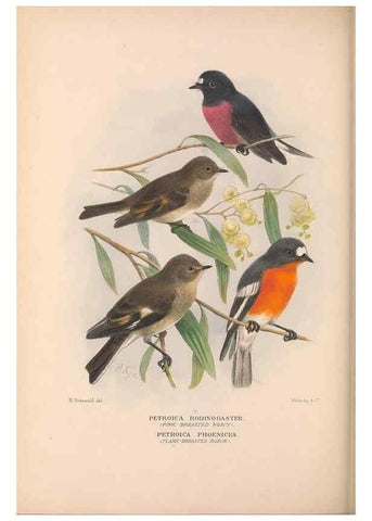 Reproducción/Reproduction 48684730726: The Birds of Australia. London :Witherby & Co.,1910-1927.. 
