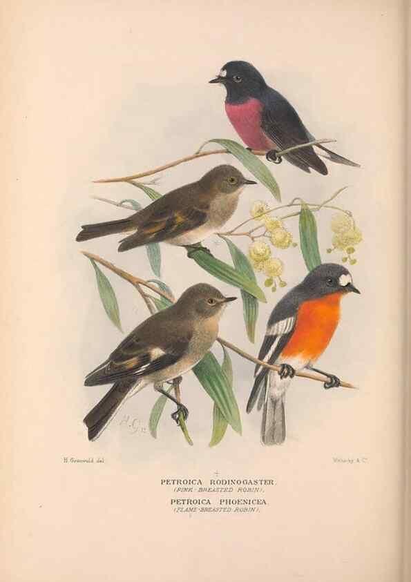 Reproducción/Reproduction 48684730726: The Birds of Australia. London :Witherby & Co.,1910-1927.. 