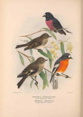Reproducción/Reproduction 48684730726: The Birds of Australia. London :Witherby & Co.,1910-1927.. 