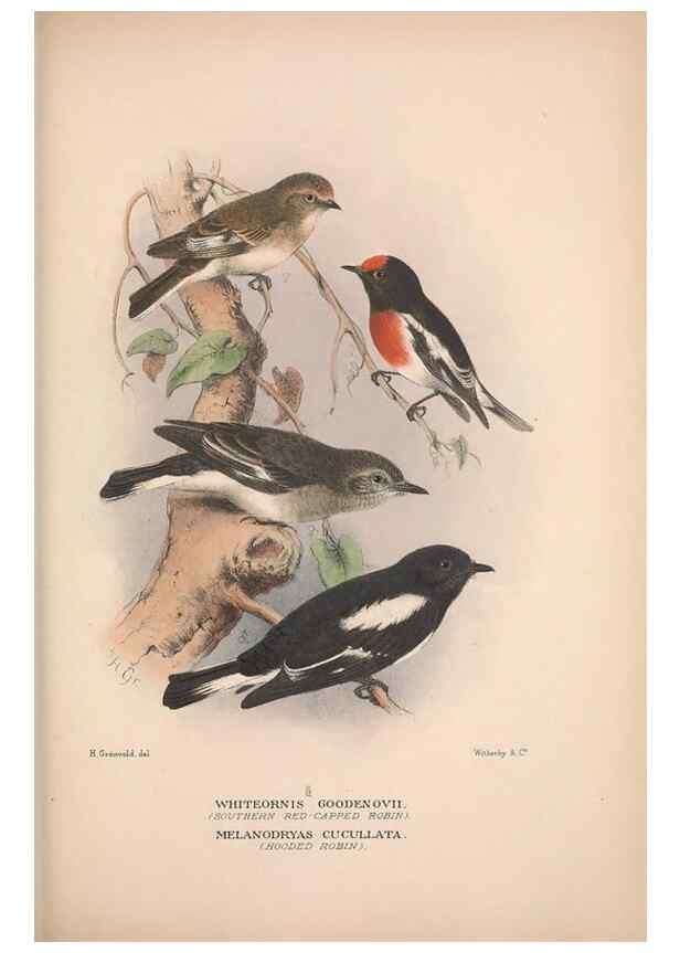 Reproducción/Reproduction 48684730421: The Birds of Australia. London :Witherby & Co.,1910-1927.. 