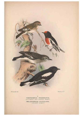 Reproducción/Reproduction 48684730421: The Birds of Australia. London :Witherby & Co.,1910-1927.. 