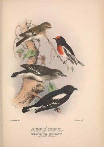 Reproducción/Reproduction 48684730421: The Birds of Australia. London :Witherby & Co.,1910-1927.. 