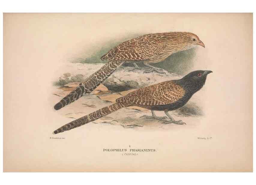 Reproducción/Reproduction 48684327413: The Birds of Australia. London :Witherby & Co.,1910-1927.. 