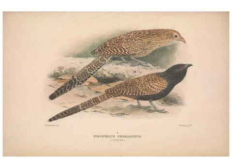 Reproducción/Reproduction 48684327413: The Birds of Australia. London :Witherby & Co.,1910-1927.. 