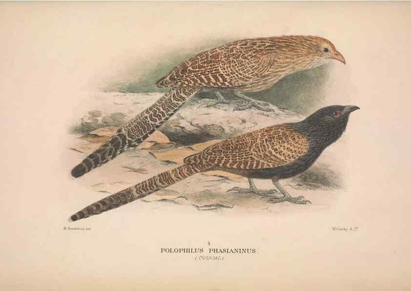 Reproducción/Reproduction 48684327413: The Birds of Australia. London :Witherby & Co.,1910-1927.. 