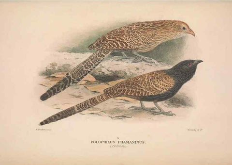 Reproducción/Reproduction 48684327413: The Birds of Australia. London :Witherby & Co.,1910-1927.. 