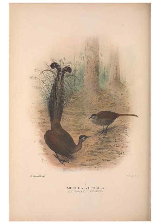 Reproducción/Reproduction 48684327733: The Birds of Australia. London :Witherby & Co.,1910-1927.. 