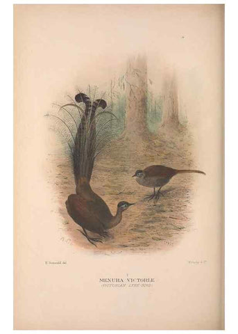 Reproducción/Reproduction 48684327733: The Birds of Australia. London :Witherby & Co.,1910-1927.. 