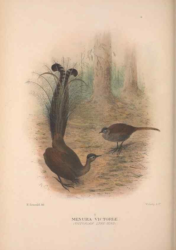Reproducción/Reproduction 48684327733: The Birds of Australia. London :Witherby & Co.,1910-1927.. 