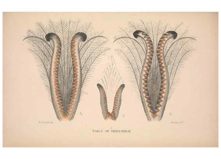 Reproducción/Reproduction 48684666661: The Birds of Australia. London :Witherby & Co.,1910-1927.. 