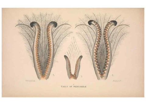 Reproducción/Reproduction 48684666661: The Birds of Australia. London :Witherby & Co.,1910-1927.. 