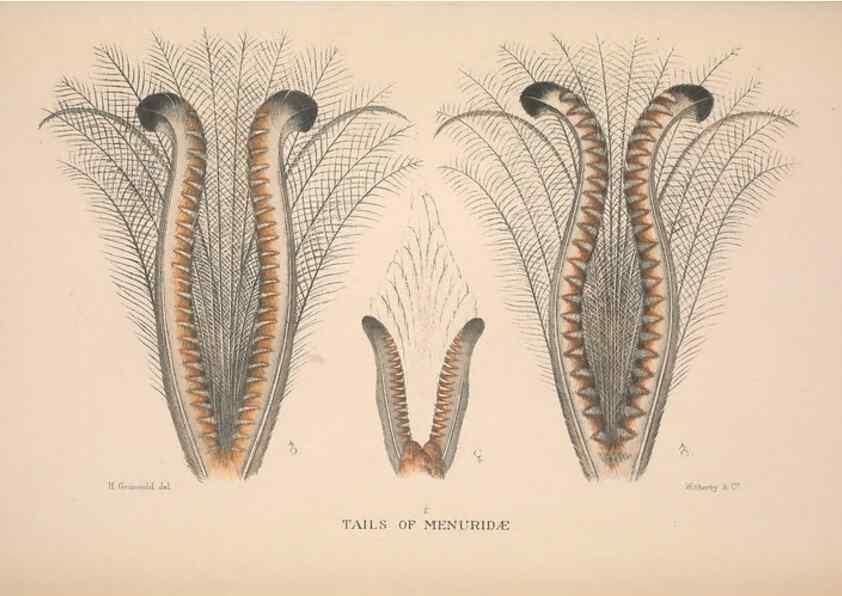 Reproducción/Reproduction 48684666661: The Birds of Australia. London :Witherby & Co.,1910-1927.. 